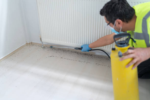 Best Local Pest Control Services  in Escondido, CA