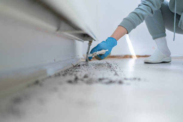 Insect Control in Escondido, CA
